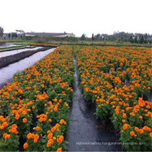 Weed Control Fabric, 100% Biodegradable Fabric Weed Control / Compostable Weed Control Woven Fabric